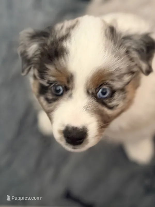 Maple – Miniature Australian Shepherd puppy for sale in Pontiac, IL
