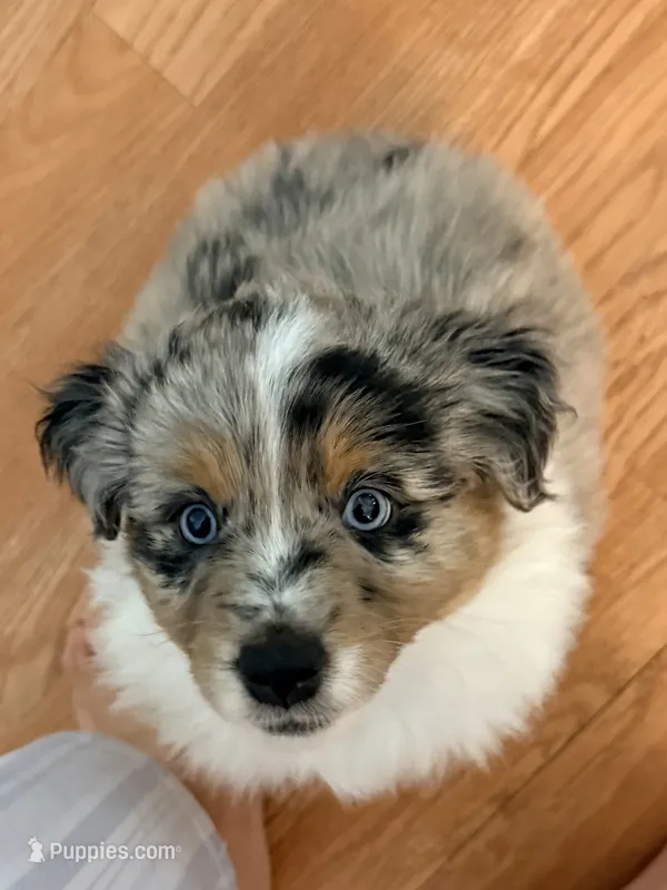 Birch – Miniature Australian Shepherd puppy for sale in Pontiac, IL