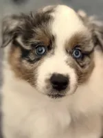 Maple, a female Miniature Australian Shepherd for sale in Pontiac, IL – 8 of 10