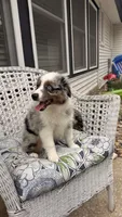 Maple, a female Miniature Australian Shepherd for sale in Pontiac, IL – 9 of 10