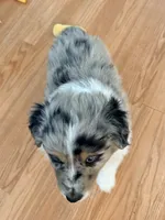 Birch, a male Miniature Australian Shepherd for sale in Pontiac, IL – 10 of 10