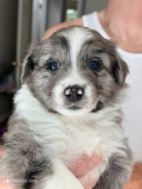 Ginger – Miniature Australian Shepherd puppy for sale in Pontiac, IL