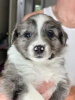 Ginger, a female Miniature Australian Shepherd for sale in Pontiac, IL – 1 of 3