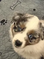 Maple, a female Miniature Australian Shepherd for sale in Pontiac, IL – 9 of 10