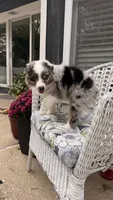 Maple, a female Miniature Australian Shepherd for sale in Pontiac, IL – 6 of 10