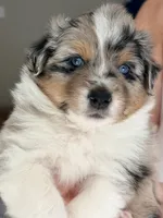 Birch, a male Miniature Australian Shepherd for sale in Pontiac, IL – 2 of 3