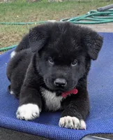 Red Collar, a male Akita for sale in Sioux Falls, SD – 6 of 10
