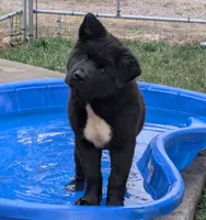 Pretty in Pink, a female Akita for sale in Sioux Falls, SD – 6 of 10