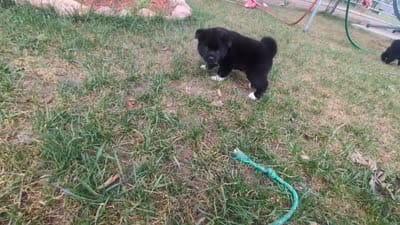 Purple Boy, a male Akita for sale in Sioux Falls, SD – 10 of 10