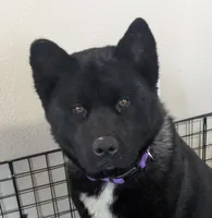 Little Gray Ash, a male Akita for sale in Sioux Falls, SD – 5 of 10