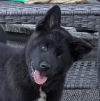 Pink collar, a female Akita for sale in Sioux Falls, SD – 4 of 8