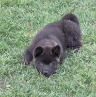 Yellow collar, a female Akita for sale in Sioux Falls, SD – 2 of 10