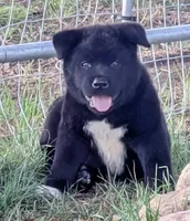 Yellow Girl, a female Akita for sale in Sioux Falls, SD – 2 of 9