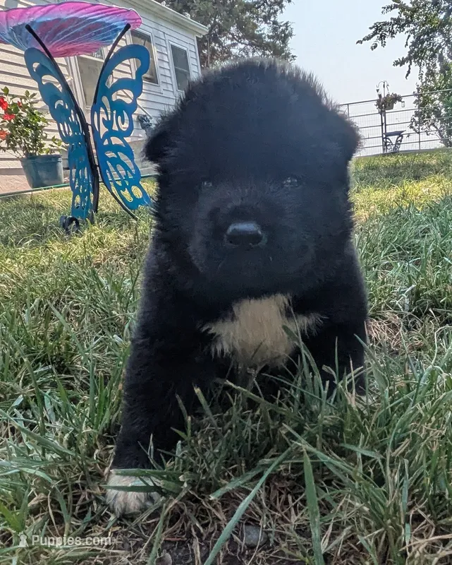 Little Gray Ash – Akita puppy for sale in Sioux Falls, SD