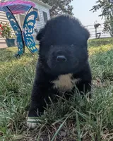 Gray Collar, a male Akita for sale in Sioux Falls, SD – 5 of 9