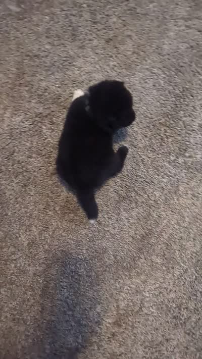 Little Green Apple, a female Akita for sale in Sioux Falls, SD – 10 of 10