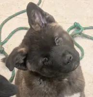 Green collar, a female Akita for sale in Sioux Falls, SD – 4 of 10