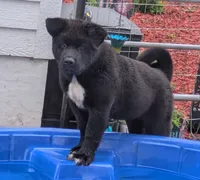 Pretty in Pink, a female Akita for sale in Sioux Falls, SD – 3 of 10