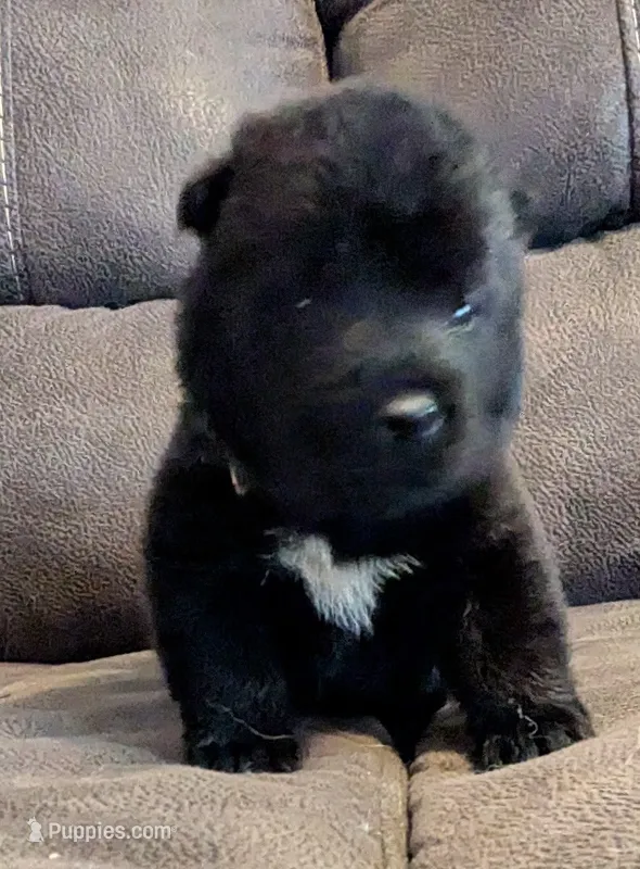 Little Boy Blue – Akita puppy for sale in Sioux Falls, SD
