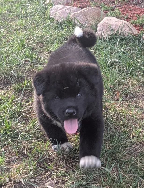 Yellow Girl – Akita puppy for sale in Sioux Falls, SD