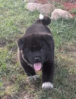 Yellow Girl, a female Akita for sale in Sioux Falls, SD – 3 of 9