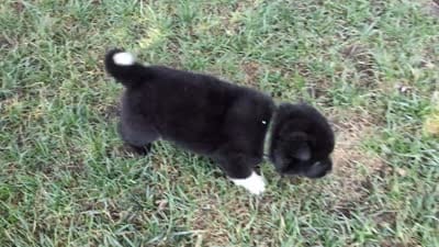 Green Collar, a female Akita for sale in Sioux Falls, SD – 10 of 10