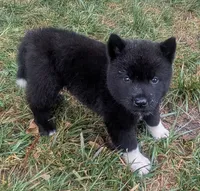 Green Girl , a female Akita for sale in Sioux Falls, SD – 6 of 10