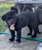 Purple collar, a female Akita for sale in Sioux Falls, SD – 4 of 8