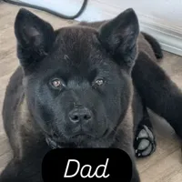 Blue Boy, a male Akita for sale in Sioux Falls, SD – 8 of 10