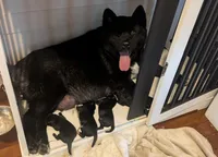 Little Gray Ash, a male Akita for sale in Sioux Falls, SD – 4 of 10