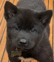 Green Girl , a female Akita for sale in Sioux Falls, SD – 5 of 10