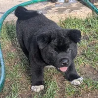 Yellow Girl, a female Akita for sale in Sioux Falls, SD – 5 of 9
