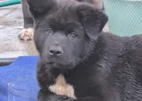 Pretty in Pink, a female Akita for sale in Sioux Falls, SD – 5 of 10