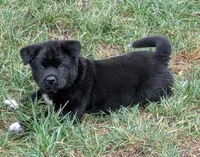 Yellow Collar, a female Akita for sale in Sioux Falls, SD – 4 of 9