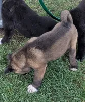 Green collar, a female Akita for sale in Sioux Falls, SD – 3 of 10