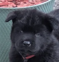 Pink collar, a female Akita for sale in Sioux Falls, SD – 4 of 10