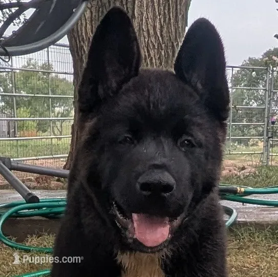 Ashton – Akita puppy for sale in Sioux Falls, SD