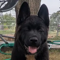 Ashton, a male Akita for sale in Sioux Falls, SD – 1 of 10