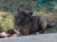 Green collar, a female Akita for sale in Sioux Falls, SD – 6 of 10