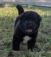 Yellow Collar, a female Akita for sale in Sioux Falls, SD – 3 of 9