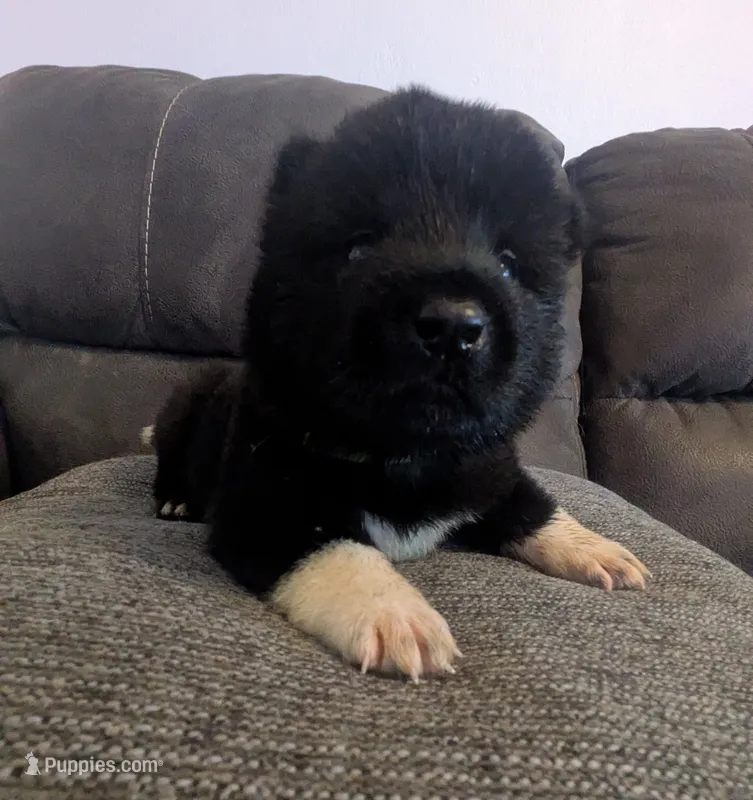 Little Green Apple – Akita puppy for sale in Sioux Falls, SD