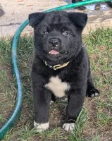 Gray Collar, a male Akita for sale in Sioux Falls, SD – 2 of 9