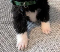 Little Green Apple, a female Akita for sale in Sioux Falls, SD – 3 of 10