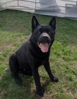 Little Pinky, a female Akita for sale in Sioux Falls, SD – 8 of 9