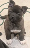 Green collar, a female Akita for sale in Sioux Falls, SD – 5 of 10