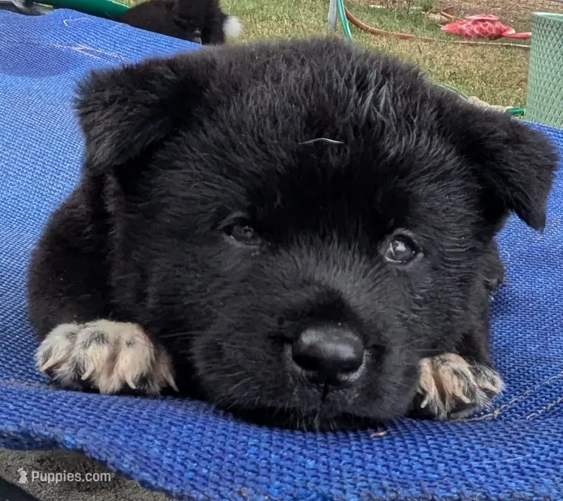 Pink collar – Akita puppy for sale in Sioux Falls, SD