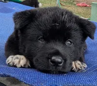Pink collar, a female Akita for sale in Sioux Falls, SD – 1 of 10