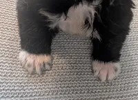 Little Gray Ash, a male Akita for sale in Sioux Falls, SD – 2 of 10