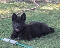 Orange collar, a female Akita for sale in Sioux Falls, SD – 3 of 8