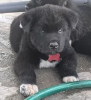 Red Collar, a male Akita for sale in Sioux Falls, SD – 2 of 10